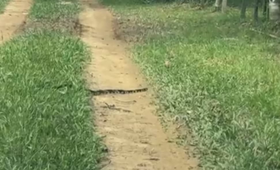 Serpente cruza trilha usada por indígenas na Terra Puyanawa, no Acre