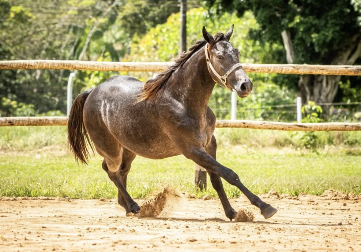 Haras Lua Santa aposta na genética para o desempenho dos cavalos em competições. Foto: Cedida